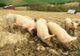 Alertă: virusul pestei porcine africane, tot mai aproape de Vrancea