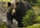 VIDEO Animale sălbatice superbe surprinse de camere de monitorizare, în Parcul Natural Putna