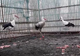 VIDEO: Patru berze găsite electrocutate și căprioara Gina vor fi îngrijite de specialiștii ACDB pe timpul iernii