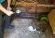 VIDEO Un ursuleț a fost salvat din apele râului Putna