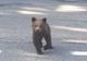 VIDEO Întâlnirile turiștilor cu urșii sunt din ce în ce mai dese, pe DN2D Focșani- Ojdula