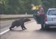 VIDEO NU MAI HRĂNIȚI URȘII! Un vrâncean s-a apropiat periculos de mult pentru a hrăni un urs