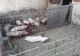 Institutul de Diagnostic și Sănătate Animală București a confirmat prezența virusului pestei porcine africane la Homocea