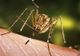 Un caz mortal de infecție cu virusul West Nile, în Vrancea