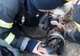 VIDEO IMPRESIONANT Pompierii odobeșteni au salvat 3 căței și o pisică de la incendiu