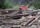 VIDEO Percheziții de amploare la toporatorii din Vrancea. Sunt vizați tăietorii din Negrilești, Năruja și Nereju