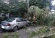 ULTIMA ORĂ Copac căzut peste două mașini în Focșani