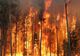 ULTIMA ORĂ Incendiu puternic la o plantație de pini din comuna vrânceană Bârsești